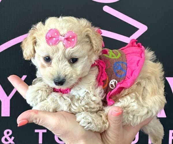 Medium Photo #2 Maltipoo Puppy For Sale in LAS VEGAS, NV, USA