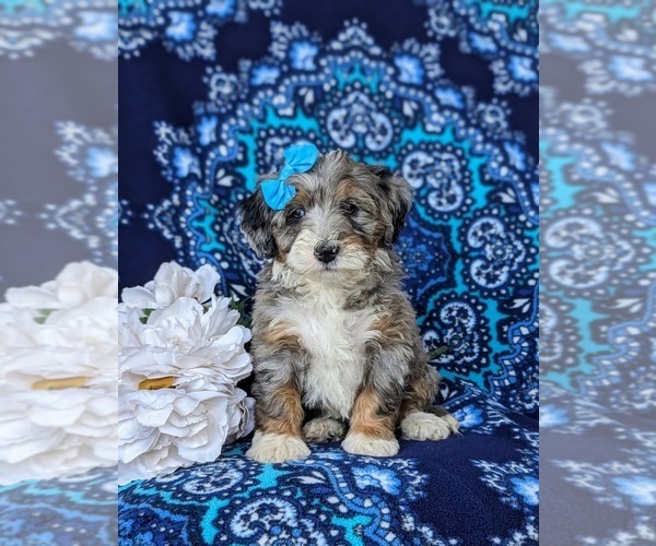Medium Photo #3 Bernedoodle (Miniature) Puppy For Sale in OXFORD, PA, USA