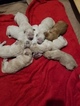 Small Photo #11 Goldendoodle Puppy For Sale in DALLAS, GA, USA