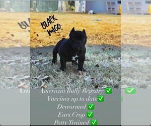 Alapaha Blue Blood Bulldog-American Bully Mix Puppy for sale in MARIETTA, GA, USA