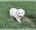 Small #6 Great Pyrenees