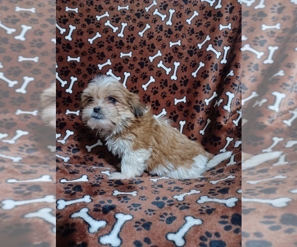 Medium Photo #4 Mal-Shi Puppy For Sale in STANLEY, WI, USA