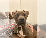 Small #8 Mountain Cur-Staffordshire Bull Terrier Mix