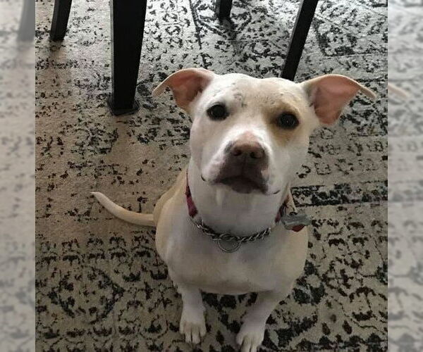 Medium Photo #1 American Pit Bull Terrier-Labrador Retriever Mix Puppy For Sale in New York, NY, USA