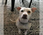 Small American Pit Bull Terrier-Labrador Retriever Mix
