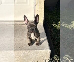 Medium French Bulldog