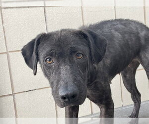 Labrador Retriever-Unknown Mix Dogs for adoption in Corpus Christi, TX, USA