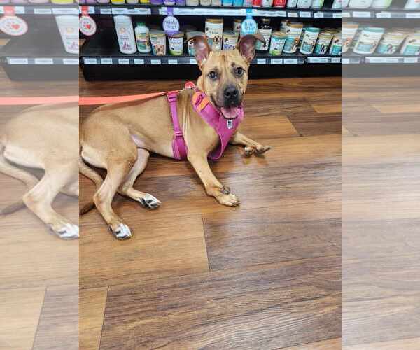 Medium Photo #3 Mutt Puppy For Sale in Seaford, DE, USA