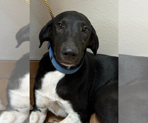 Great Dane-Unknown Mix Dogs for adoption in Bolivar, MO, USA