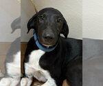 Small Great Dane Mix
