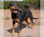 Small #2 Rottweiler