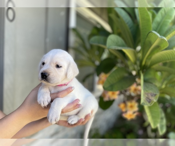 Medium Photo #11 Labrador Retriever Puppy For Sale in NORCO, CA, USA