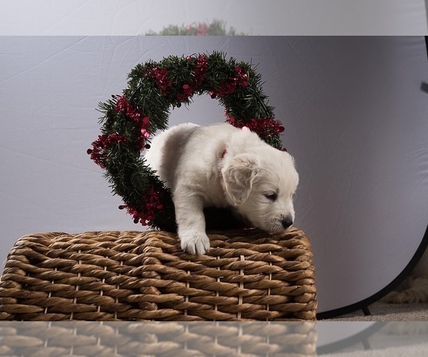 Medium Photo #15 English Cream Golden Retriever Puppy For Sale in ALTO, MI, USA