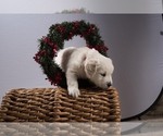 Small Photo #15 English Cream Golden Retriever Puppy For Sale in ALTO, MI, USA