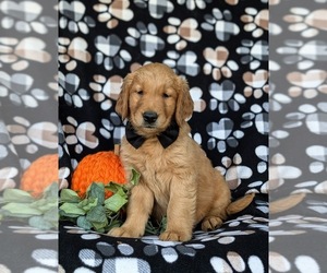 Golden Retriever Puppy for sale in QUARRYVILLE, PA, USA