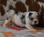 Small #2 English Bulldog