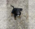 Small Labrador Retriever-Siberian Husky Mix