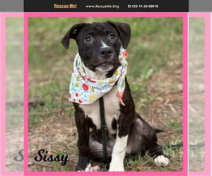 American Pit Bull Terrier-Labrador Retriever Mix Dogs for adoption in Benton, PA, USA