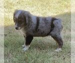 Small Photo #10 Miniature Australian Shepherd Puppy For Sale in DUNCAN, OK, USA