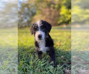 Bernedoodle Puppy for sale in OLIN, NC, USA