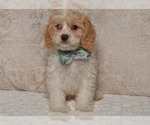 Small #10 Cavapoo