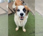 Small #1 Australian Shepherd Mix