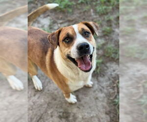 American Pit Bull Terrier-Unknown Mix Dogs for adoption in Riverside, CA, USA