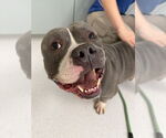 Small #9 Bulldog Mix