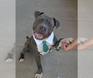 American Pit Bull Terrier-Unknown Mix Dogs for adoption in McKinney, TX, USA