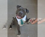 Small American Pit Bull Terrier Mix