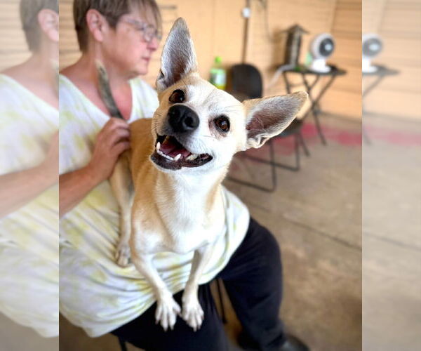 Medium Photo #9 Chihuahua-Unknown Mix Puppy For Sale in phoenix, AZ, USA