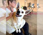 Small #8 Chihuahua Mix