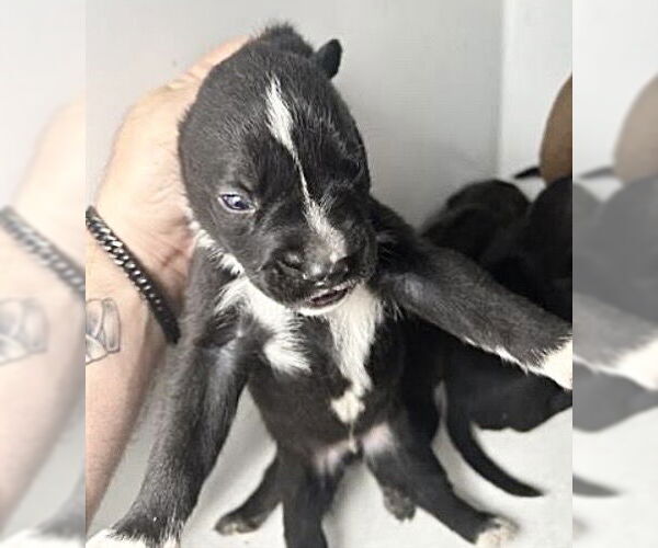 Medium Photo #2 Mutt Puppy For Sale in Houston, TX, USA