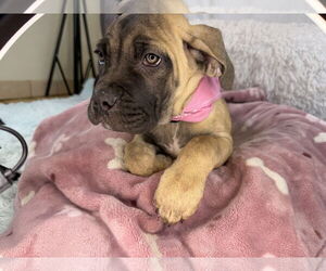 Mutt Dogs for adoption in Goodyear, AZ, USA