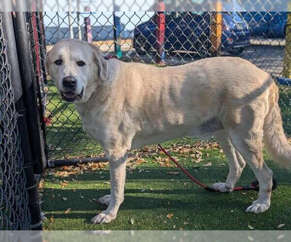 Medium Photo #2 Anatolian Shepherd Puppy For Sale in Palmetto, FL, USA