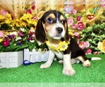 Small #7 Beagle