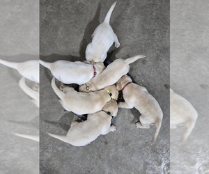Labrador Retriever Litter for sale in WINONA, MN, USA