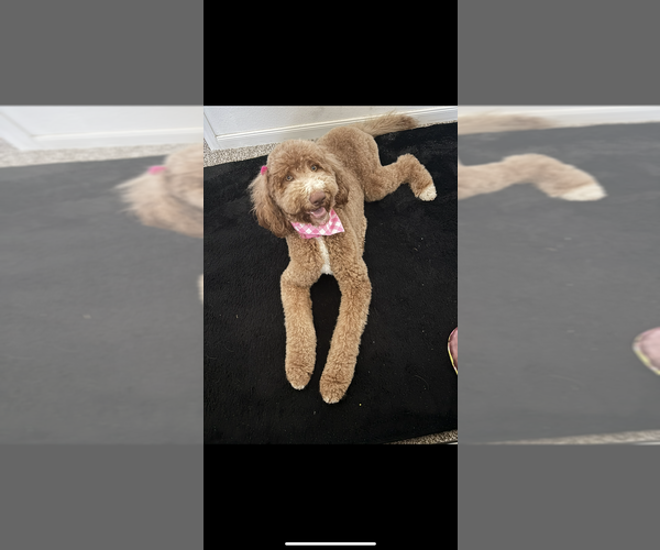 Medium Photo #1 Goldendoodle Puppy For Sale in DENTON, TX, USA