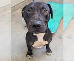 Small American Pit Bull Terrier