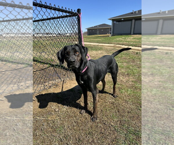 Medium Photo #2 Labrottie Puppy For Sale in Evansville, IN, USA