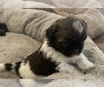 Small Photo #6 ShihPoo Puppy For Sale in MARION, NY, USA