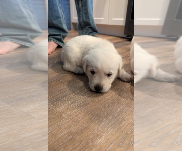 Medium Photo #7 Labrador Retriever Puppy For Sale in FORT LUPTON, CO, USA