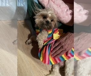 Mother of the ShihPoo puppies born on 08/08/2024