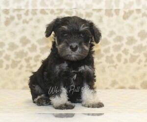 Schnauzer (Miniature) Puppy for sale in DENVER, PA, USA