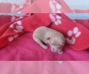 Havapoo Puppy for sale in TUCSON, AZ, USA