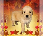 Puppy Winton Golden Retriever