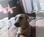 Small #1 Chihuahua-Labrador Retriever Mix