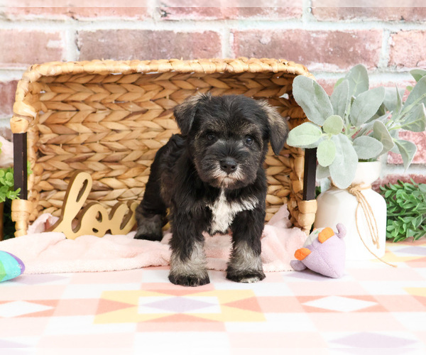 Medium Photo #4 Schnauzer (Miniature) Puppy For Sale in SYRACUSE, IN, USA