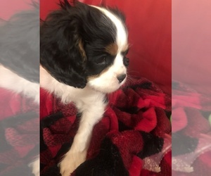 Cavalier King Charles Spaniel Puppy for Sale in AURORA, Colorado USA