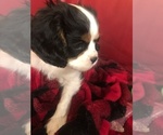 Small Cavalier King Charles Spaniel